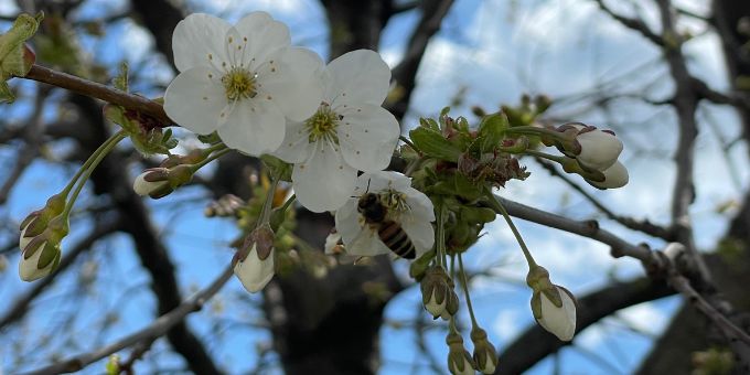Marillen Blüte