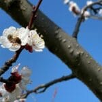 Marillenblüte Kittsee 2022