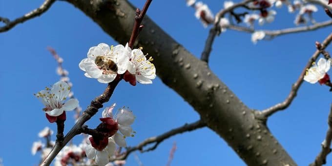 Die Marillenblüte 2022 in Kittsee