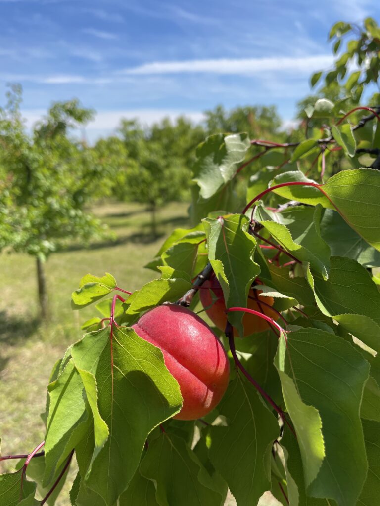 Marillensorte Pinkcot