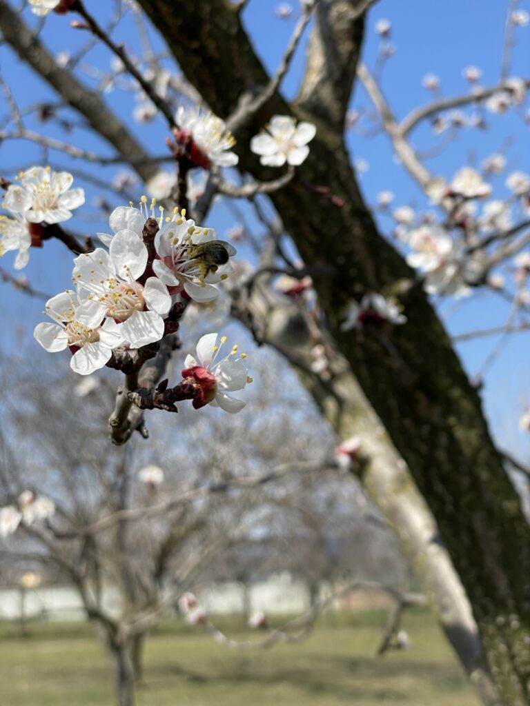 Marillenblüte 2022