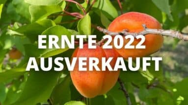 Marillen Ernte 2022 ausverkauft