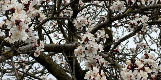 Die verzauberte Marillenblüte 2023 in Kittsee – Ein magisches Naturschauspiel