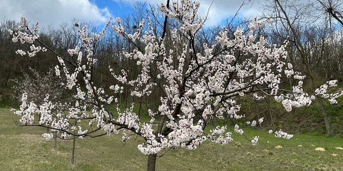 Marillenbaum in voller Blütenpracht