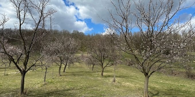 Marillengarten - Marillenblüte 2023