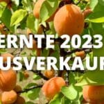 Kittseer Marillen Ernte 2023 ausverkauft