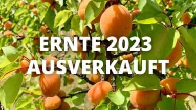 Kittseer Marillen Ernte 2023 ausverkauft