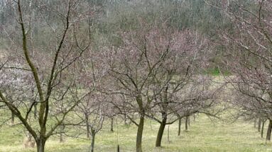 Kittseer Marillenblüte 2024