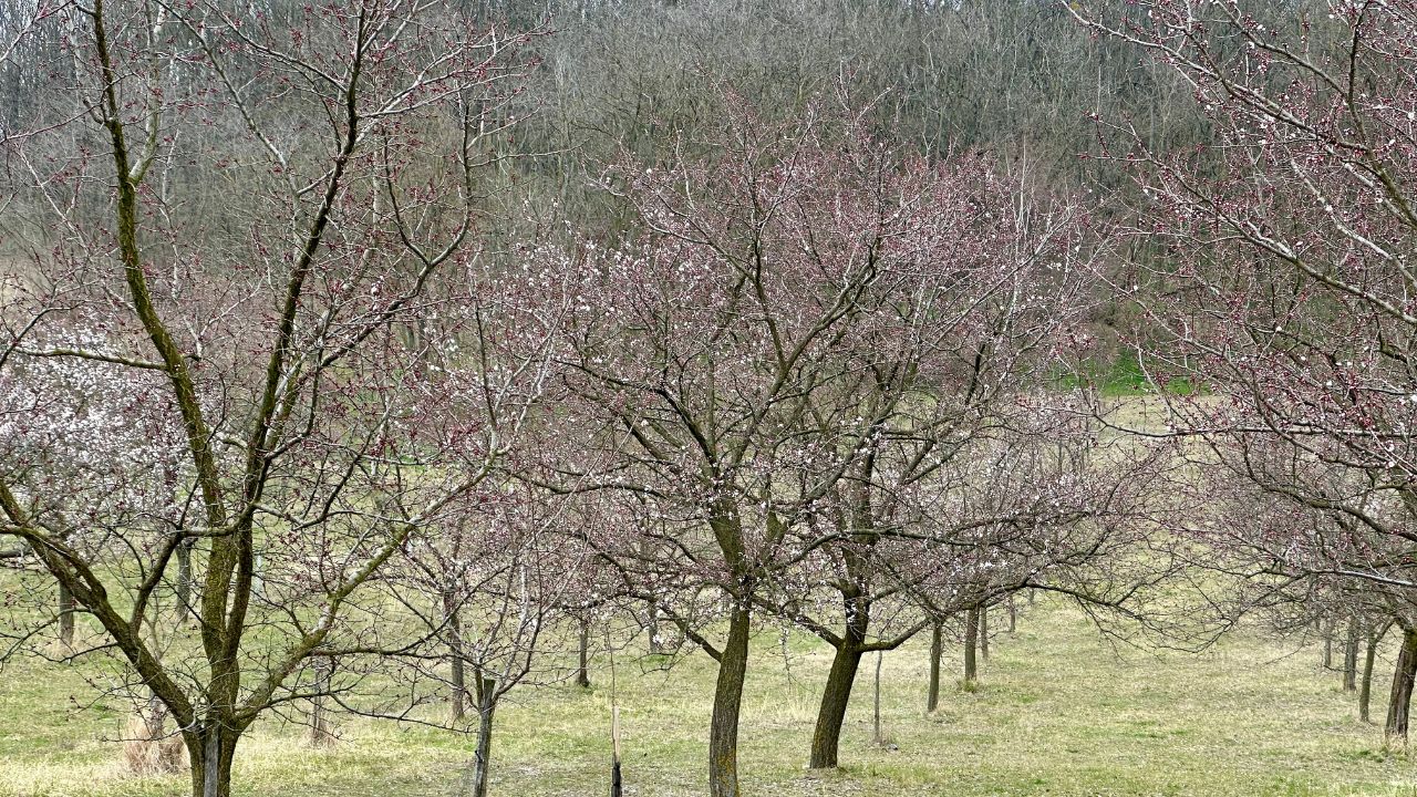 Kittseer Marillenblüte 2024: Frühes Erwachen voller Hoffnung
