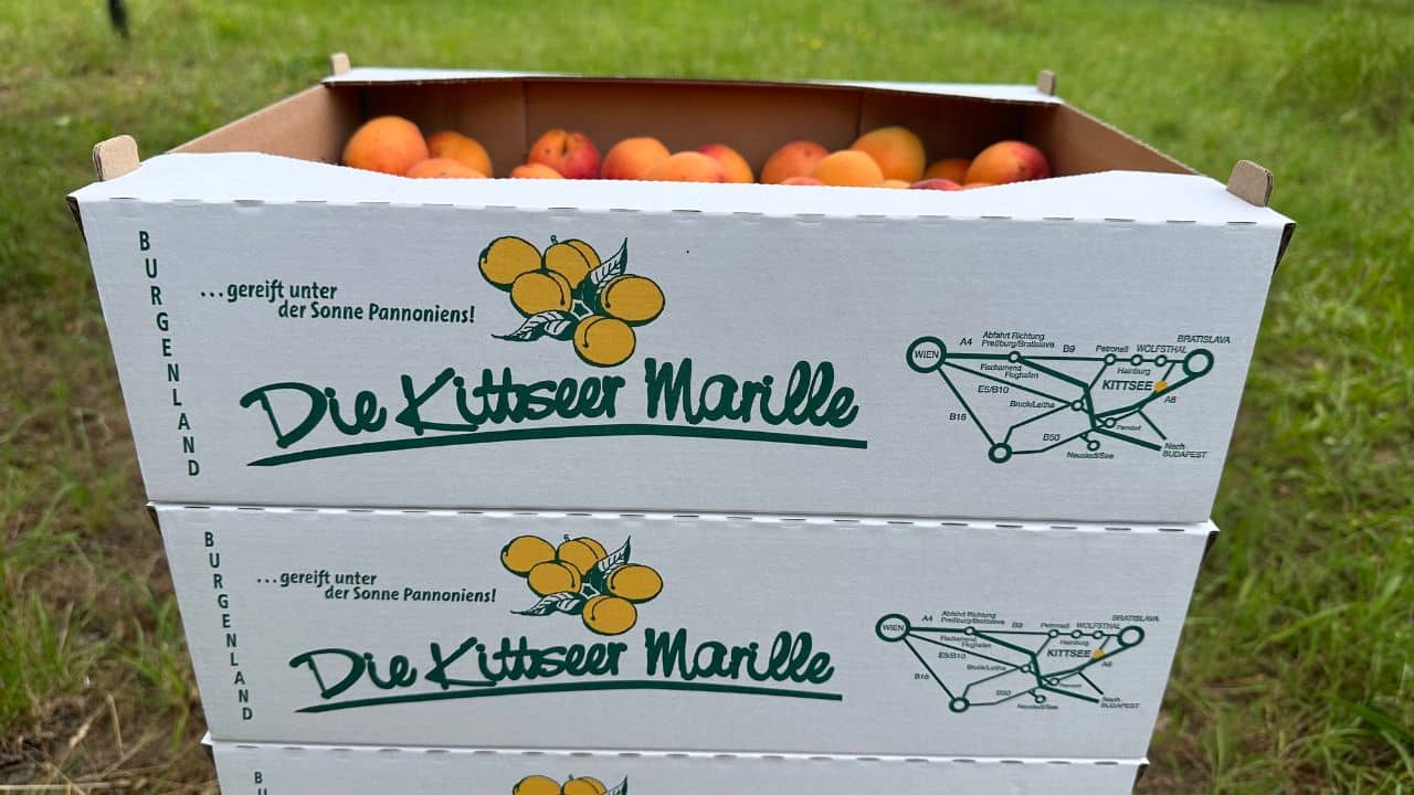 Original Kittseer Marille Vereinsschachtel Betrieb Anna Hamm